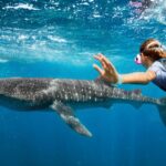Whale Shark Swimming Sumbawa: A Surreal Marine Adventure in Indonesia’s Untamed Waters
