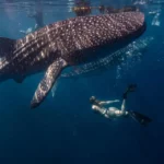 Whale Shark Trip Sumbawa: Swim with the Giants in Indonesia’s Hidden Paradise