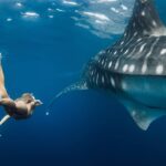 Swimming with Integrity: Why the Sumbawa Whale Shark Ethical Experience Sets a New Standard in Marine Tourism