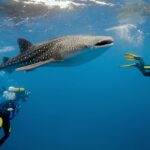 Whale Sharks of Saleh Bay: The Hidden Giants of Indonesia’s Secret Paradise