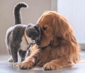 SobatPaws Hadir Membantu Pet Shop dan Klinik Hewan Berkembang Lewat Layanan Booking Online yang Praktis